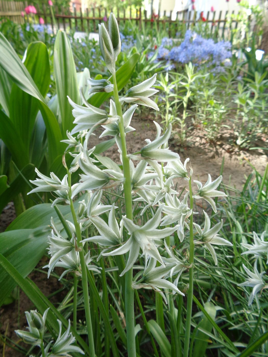 Изображение особи род Ornithogalum.