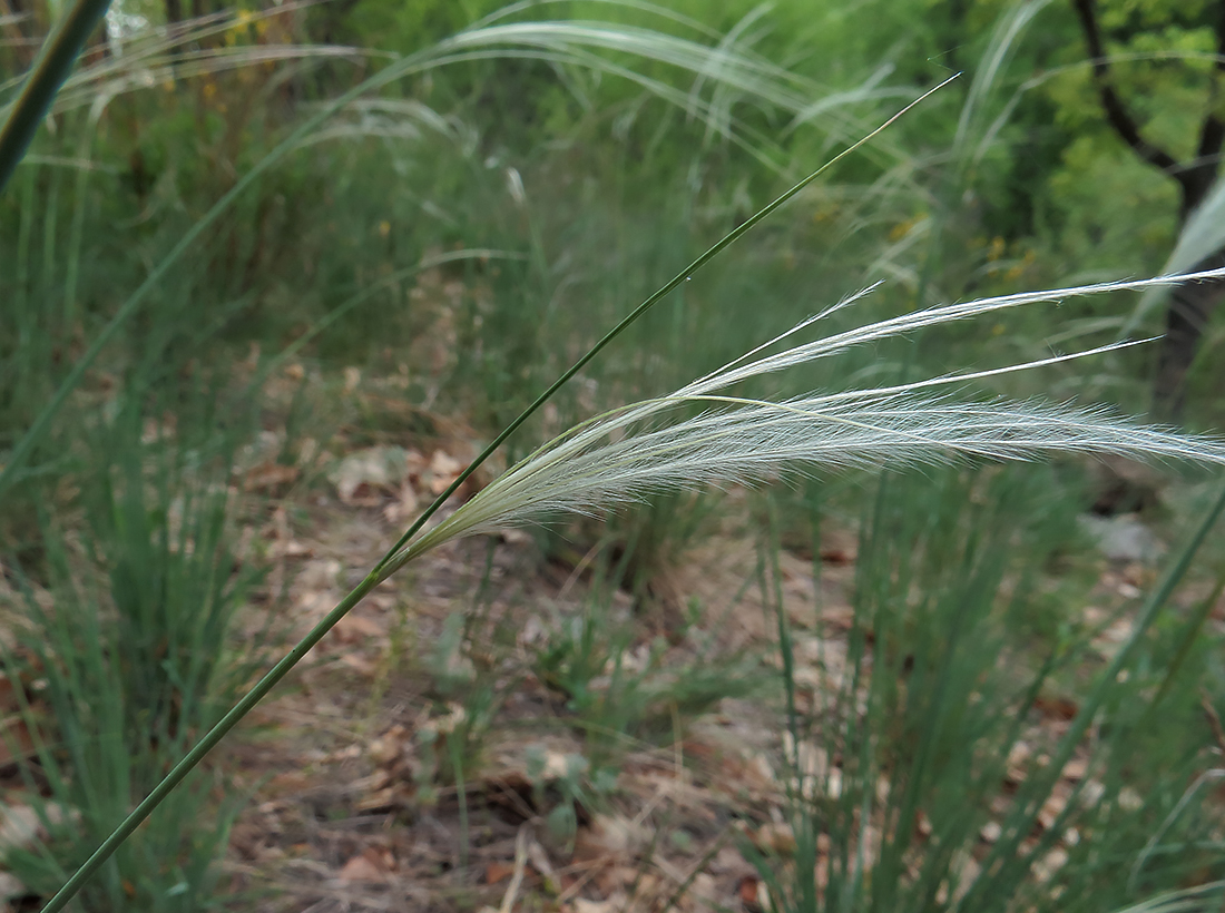 Изображение особи Stipa pennata.