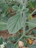 Heliotropium hirsutissimum