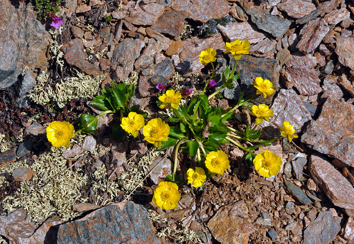 Изображение особи Ranunculus altaicus.