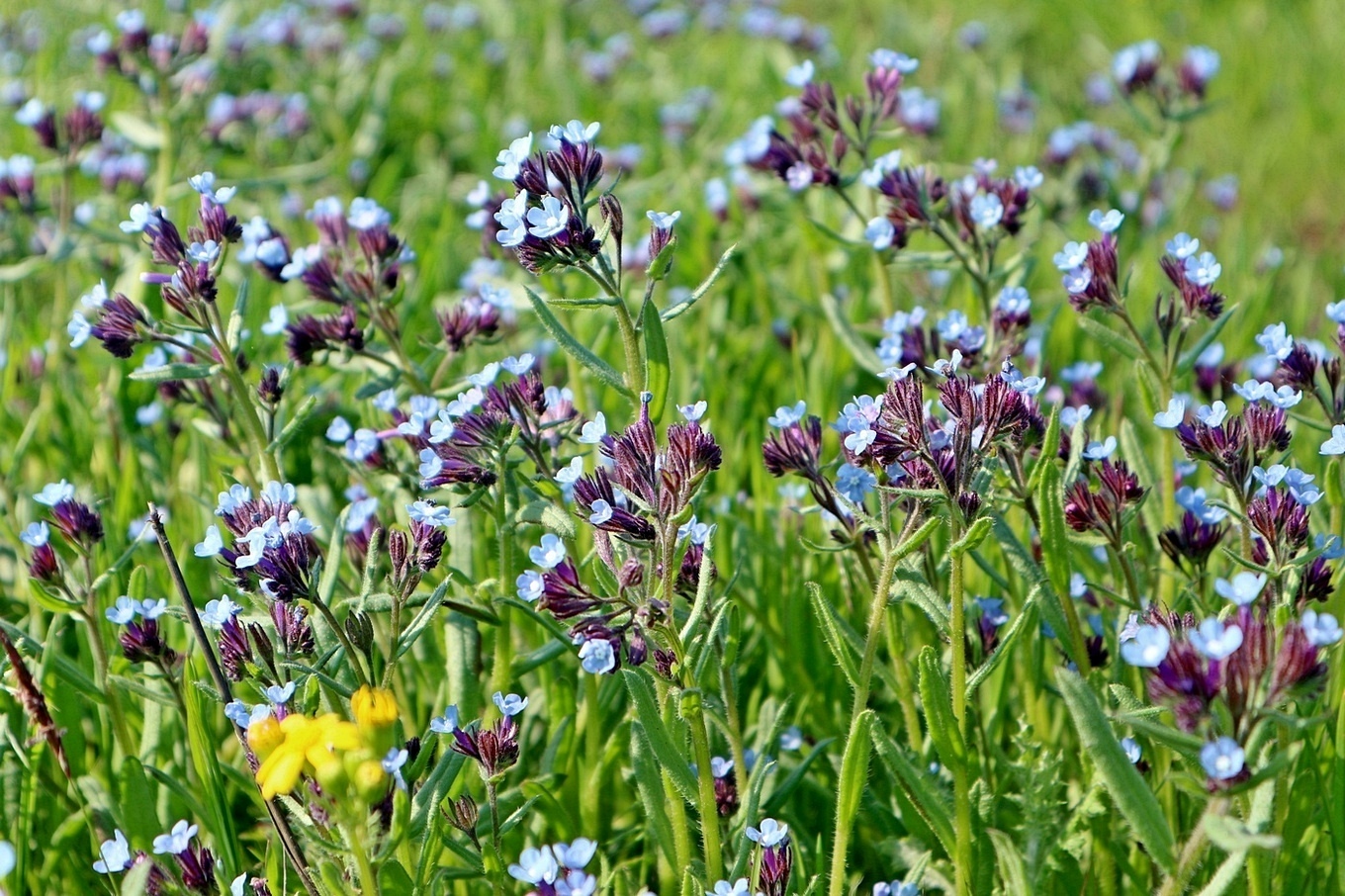 Изображение особи Anchusa thessala.