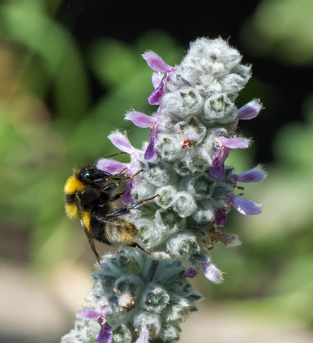 Изображение особи Stachys byzantina.