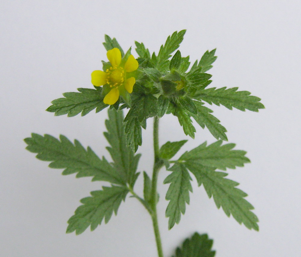 Изображение особи Potentilla norvegica.