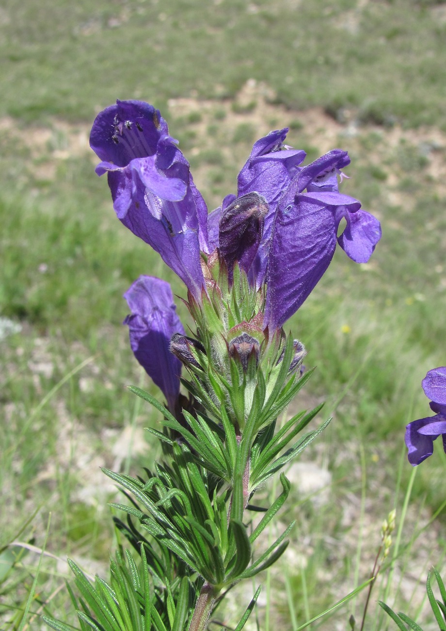 Изображение особи Dracocephalum austriacum.