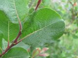 Salix kuznetzowii. Часть побега. Дагестан, Левашинский р-н, окр. с. Леваши, ок. 1500 м н.у.м., у скального выхода на склоне. 09.06.2019.