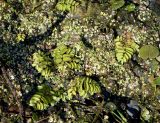 Salvinia natans