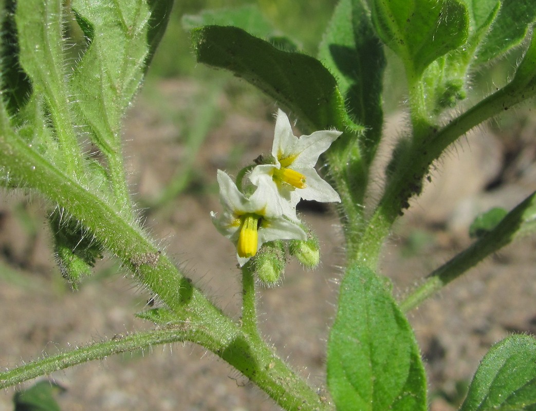 Image of genus Solanum specimen.