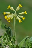 Primula macrocalyx. Верхушка цветущего растения. Краснодарский край, Мостовский р-н, окр. пос. Кировский, западный край хр. Малый Бамбак (в р-не горы Шапка), 1800 м н.у.м., субальпийский луг. 21.05.2019.