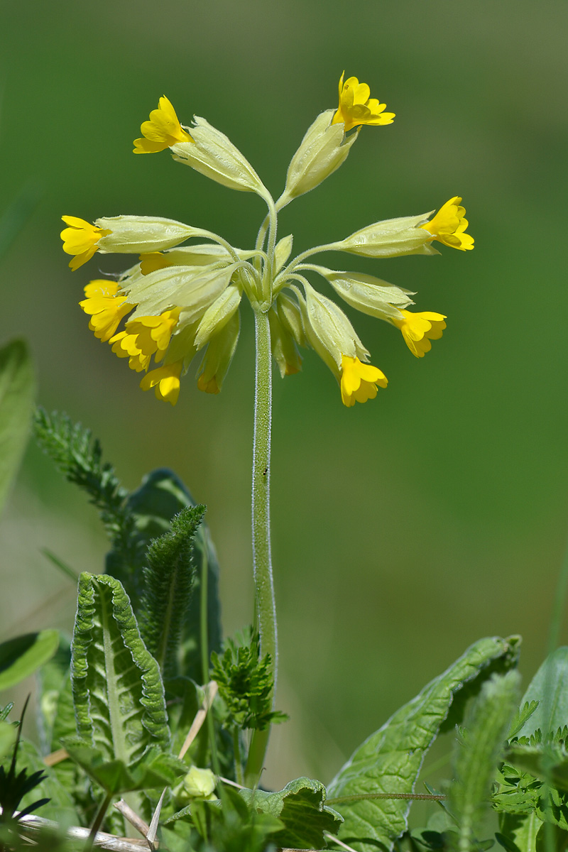 Image of Primula macrocalyx specimen.