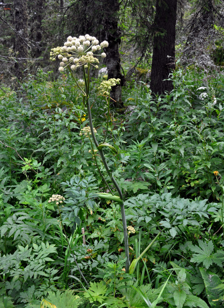 Изображение особи Angelica sylvestris.