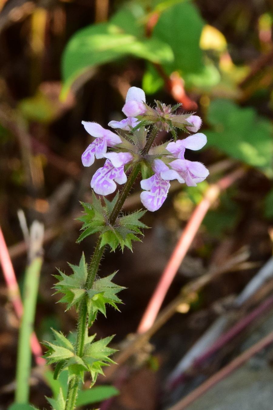 Изображение особи Stachys aspera.