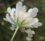 Scabiosa ochroleuca