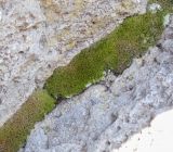 class Bryopsida. Вегетирующее растение. Пермский край, Лысьвинский р-н, подножие камня Ростун, расщелина в камнях. 02.05.2019.