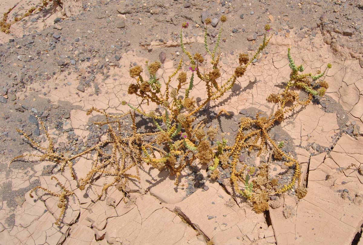 Image of Cistanthe salsoloides specimen.