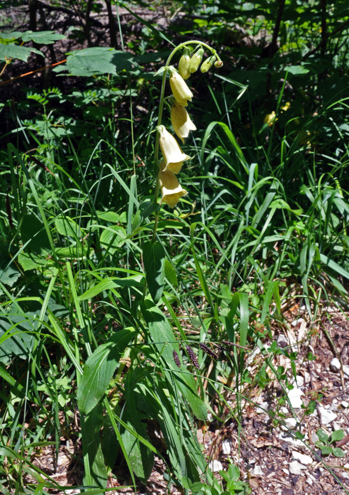 Изображение особи Digitalis grandiflora.