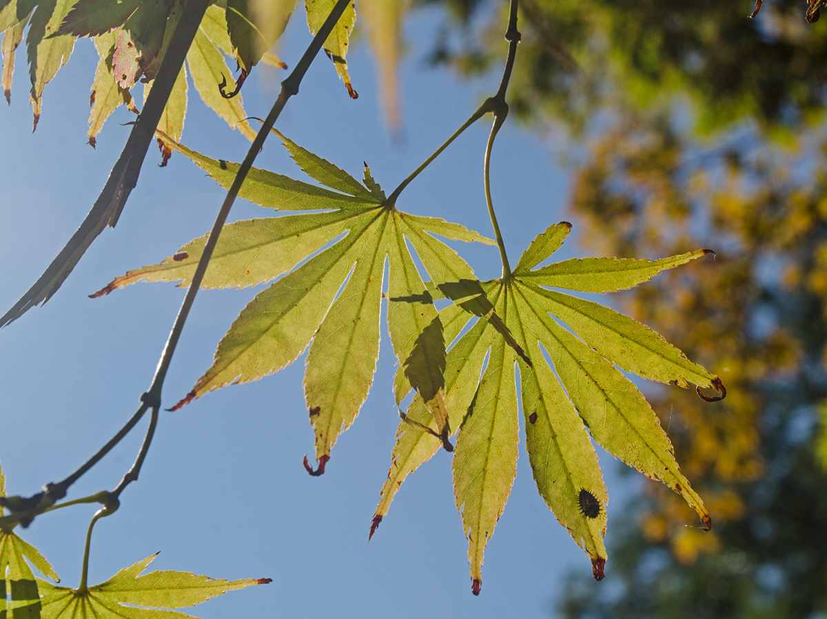 Image of genus Acer specimen.