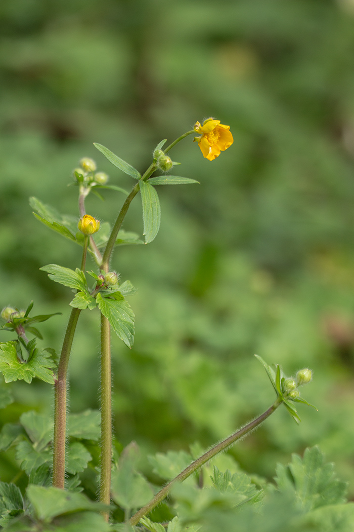 Image of Ranunculus constantinopolitanus specimen.