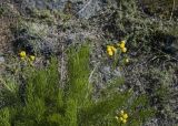 Filifolium sibiricum