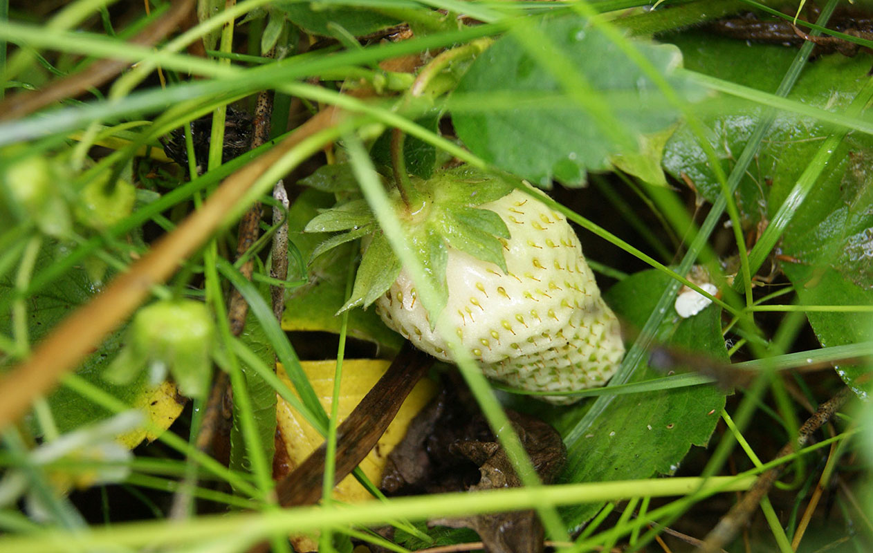 Image of Fragaria &times; ananassa specimen.