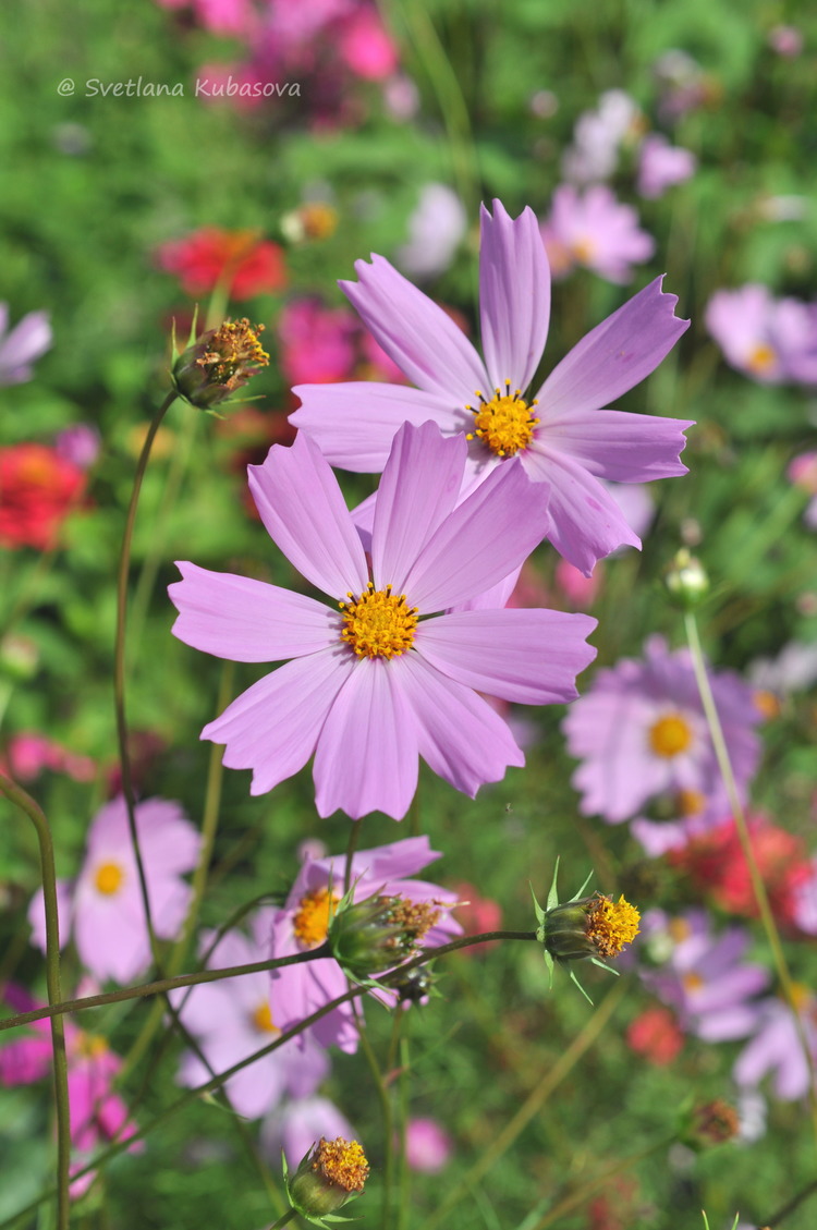 Изображение особи Cosmos bipinnatus.