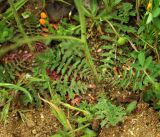 Sisymbrium orientale