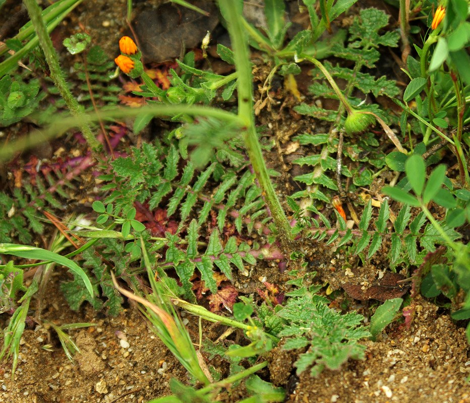 Изображение особи Sisymbrium orientale.