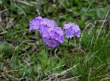 Primula farinosa