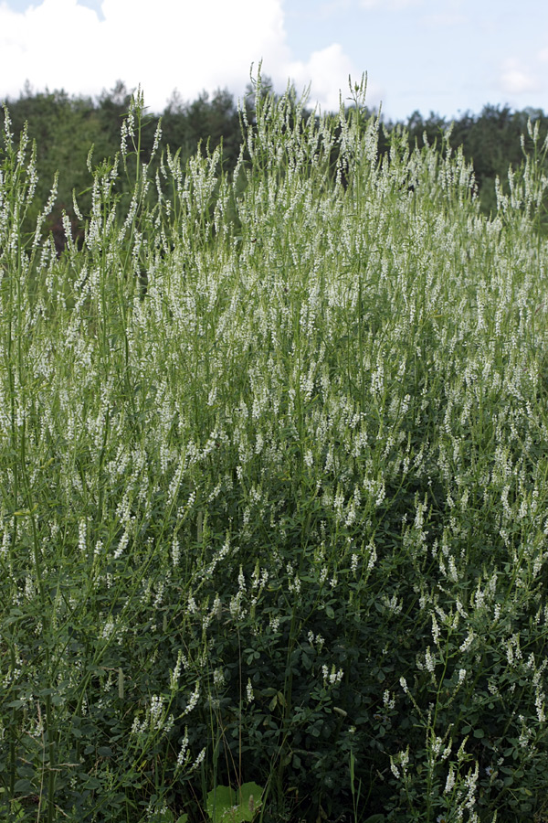 Изображение особи Melilotus albus.