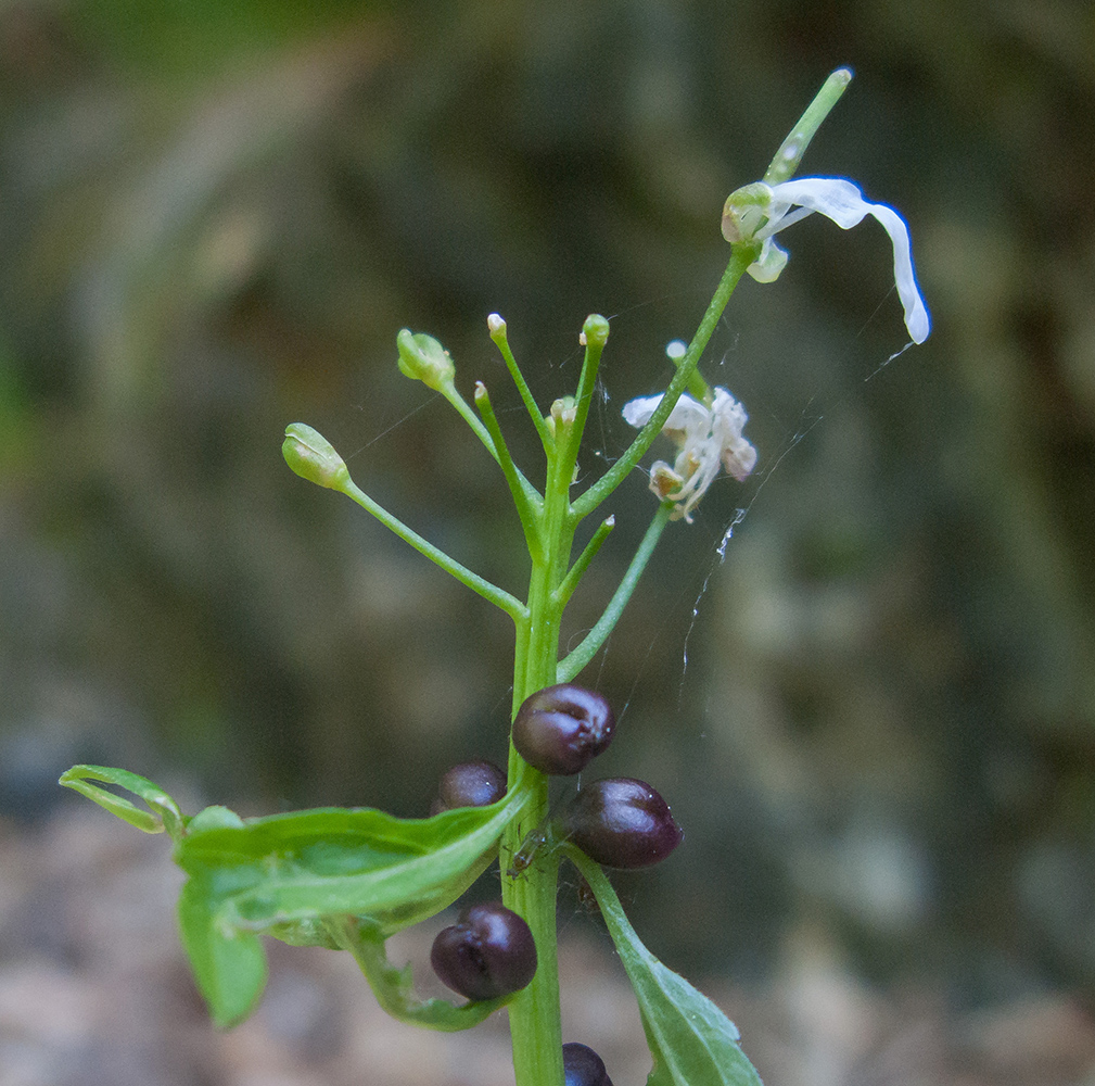 Image of Cardamine bulbifera specimen.