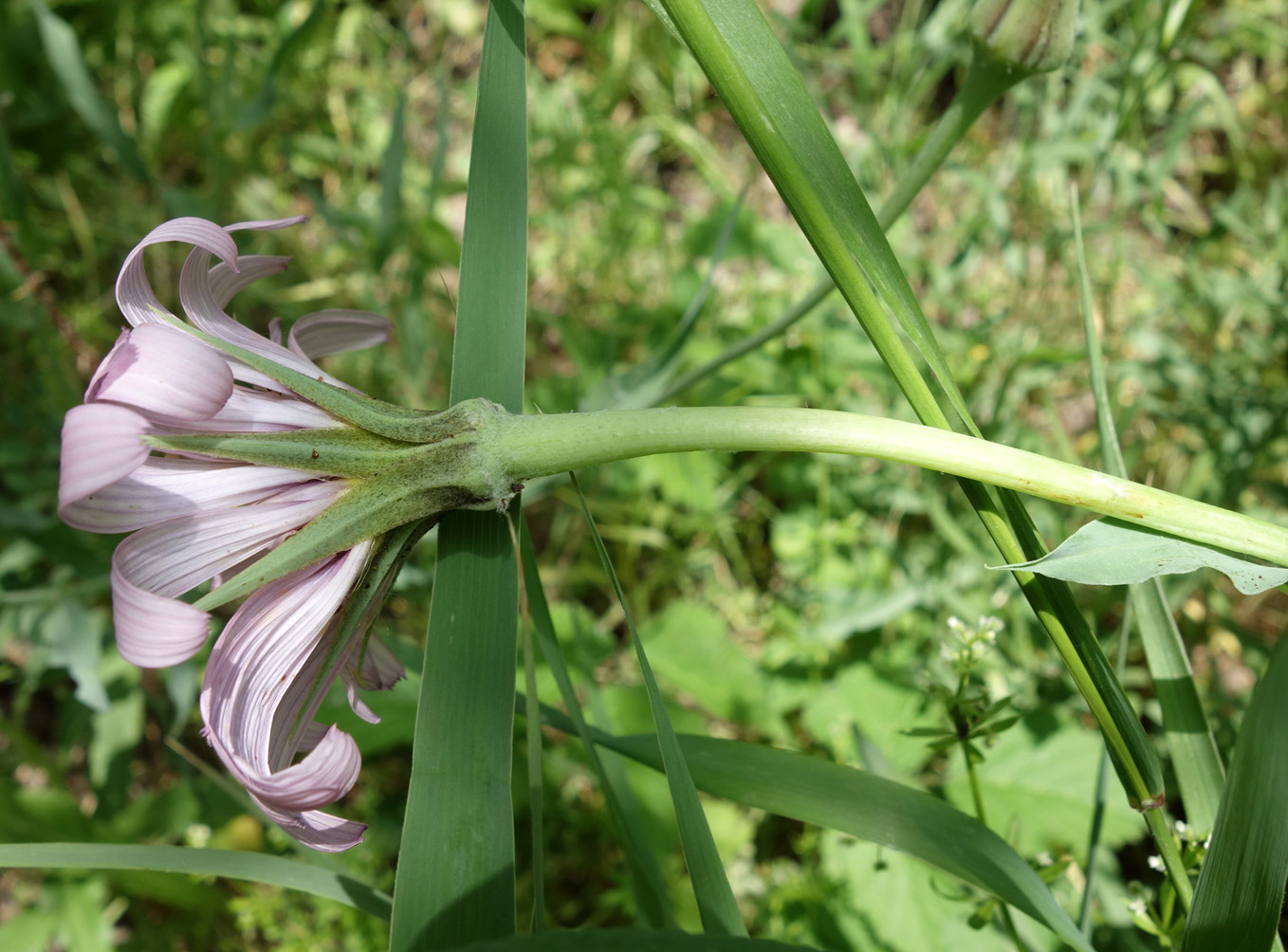 Image of Tragopogon marginifolius specimen.