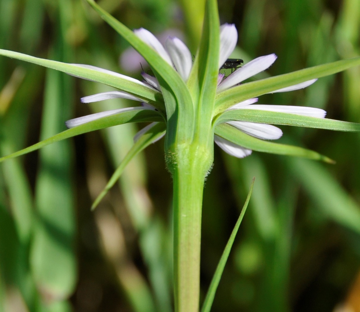 Изображение особи Geropogon hybridus.