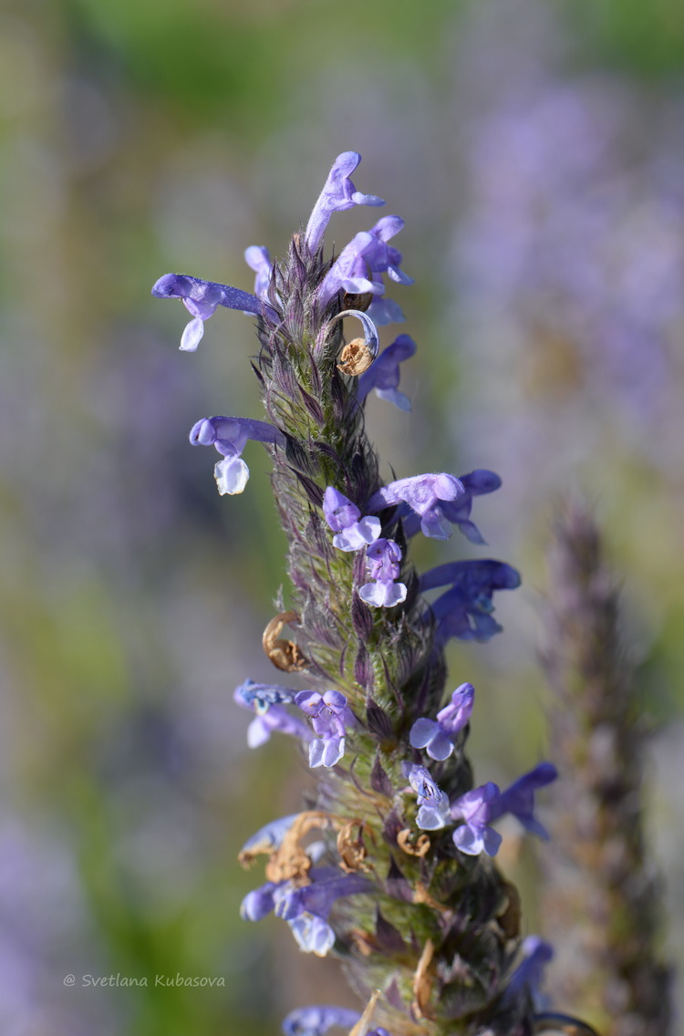 Изображение особи Nepeta nervosa.