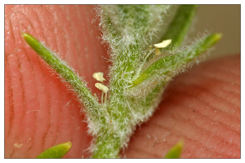 Image of Corispermum hyssopifolium specimen.