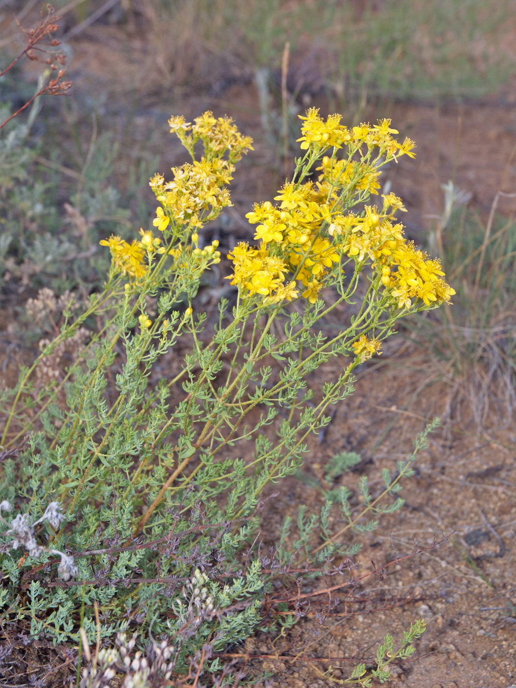 Изображение особи Hypericum scabrum.