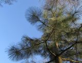 Pinus ponderosa. Верхушка молодого дерева. Московская обл., Щёлковский р-н, в культуре. 26.04.2020.