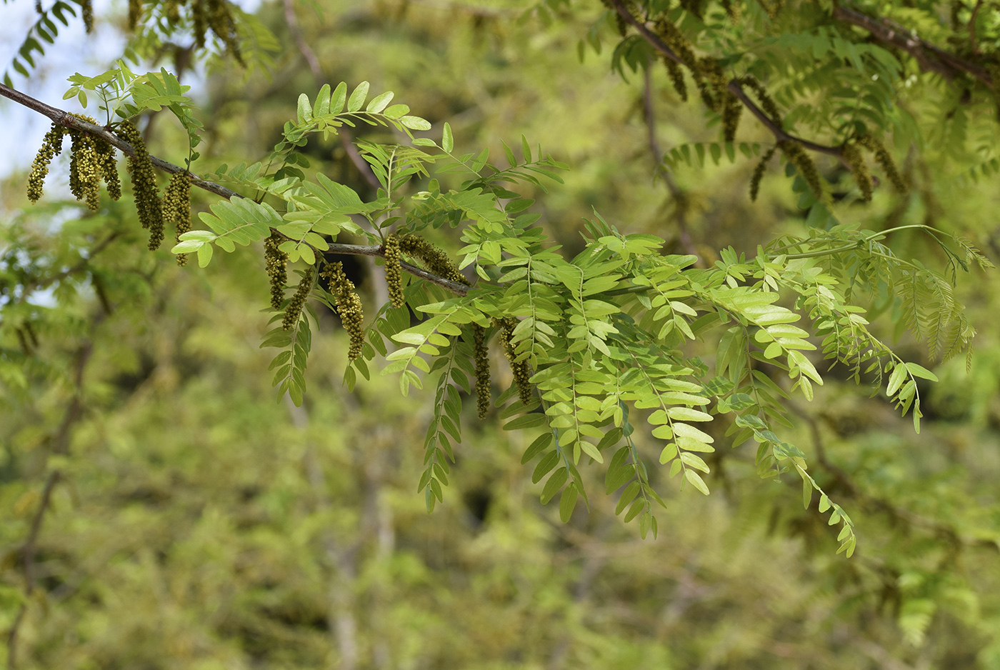 Image of Gleditsia triacanthos var. laevis specimen.