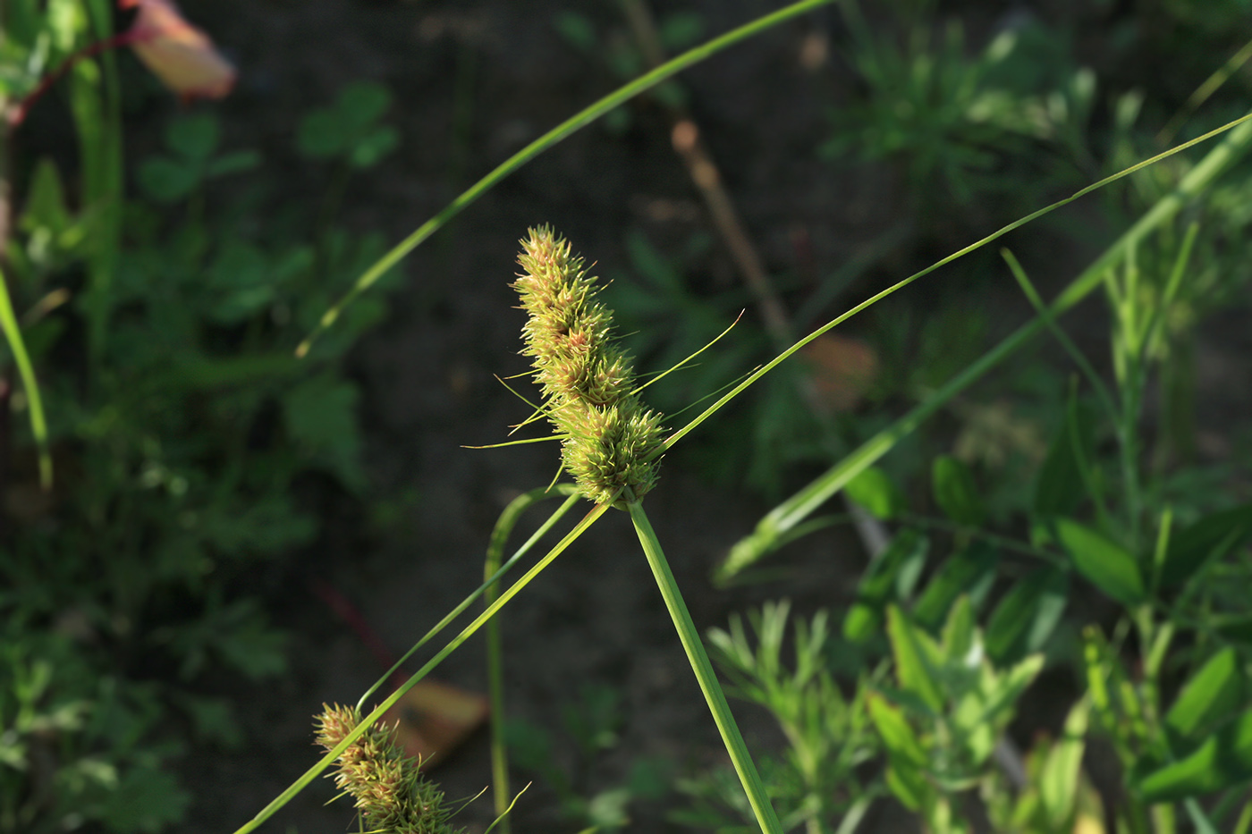 Image of Carex neurocarpa specimen.