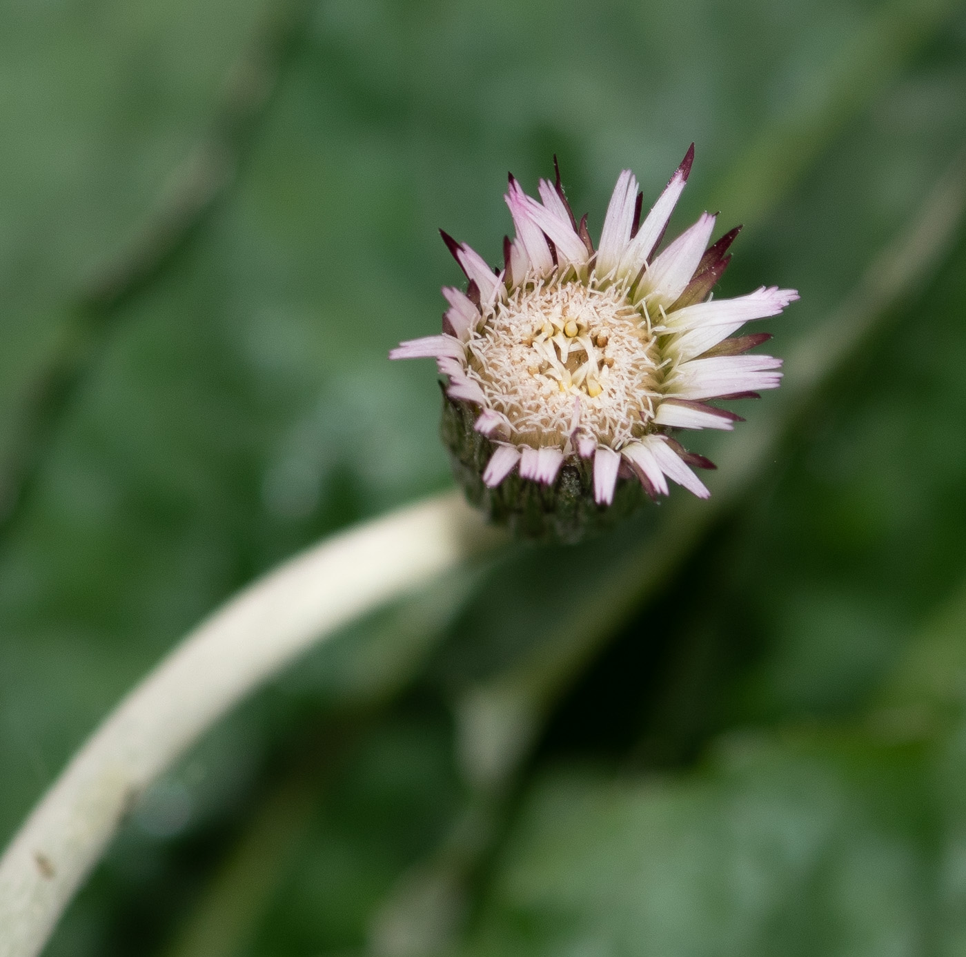 Image of Chaptalia nutans specimen.