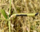 Vicia angustifolia