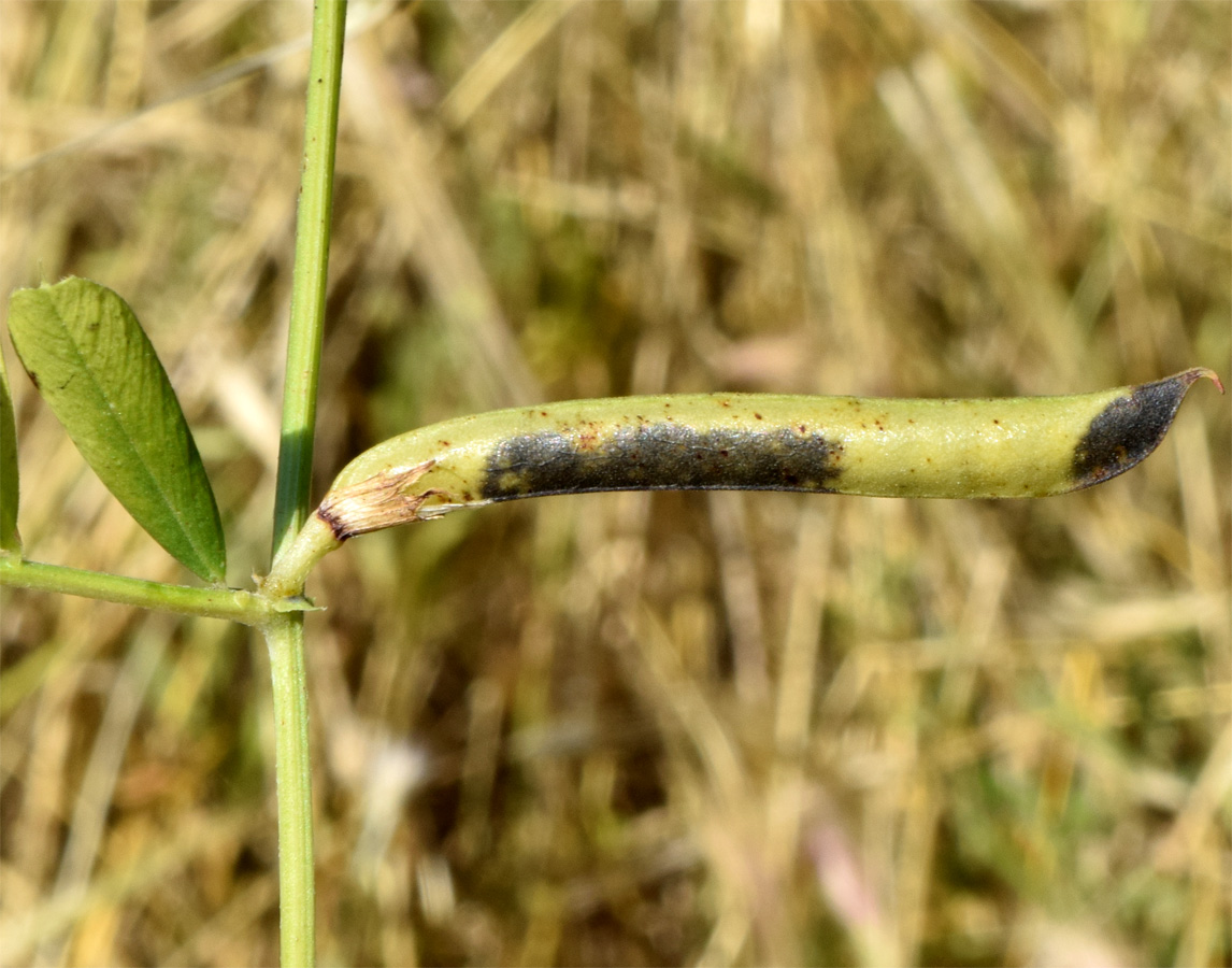 Image of Vicia angustifolia specimen.