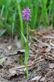 Dactylorhiza urvilleana