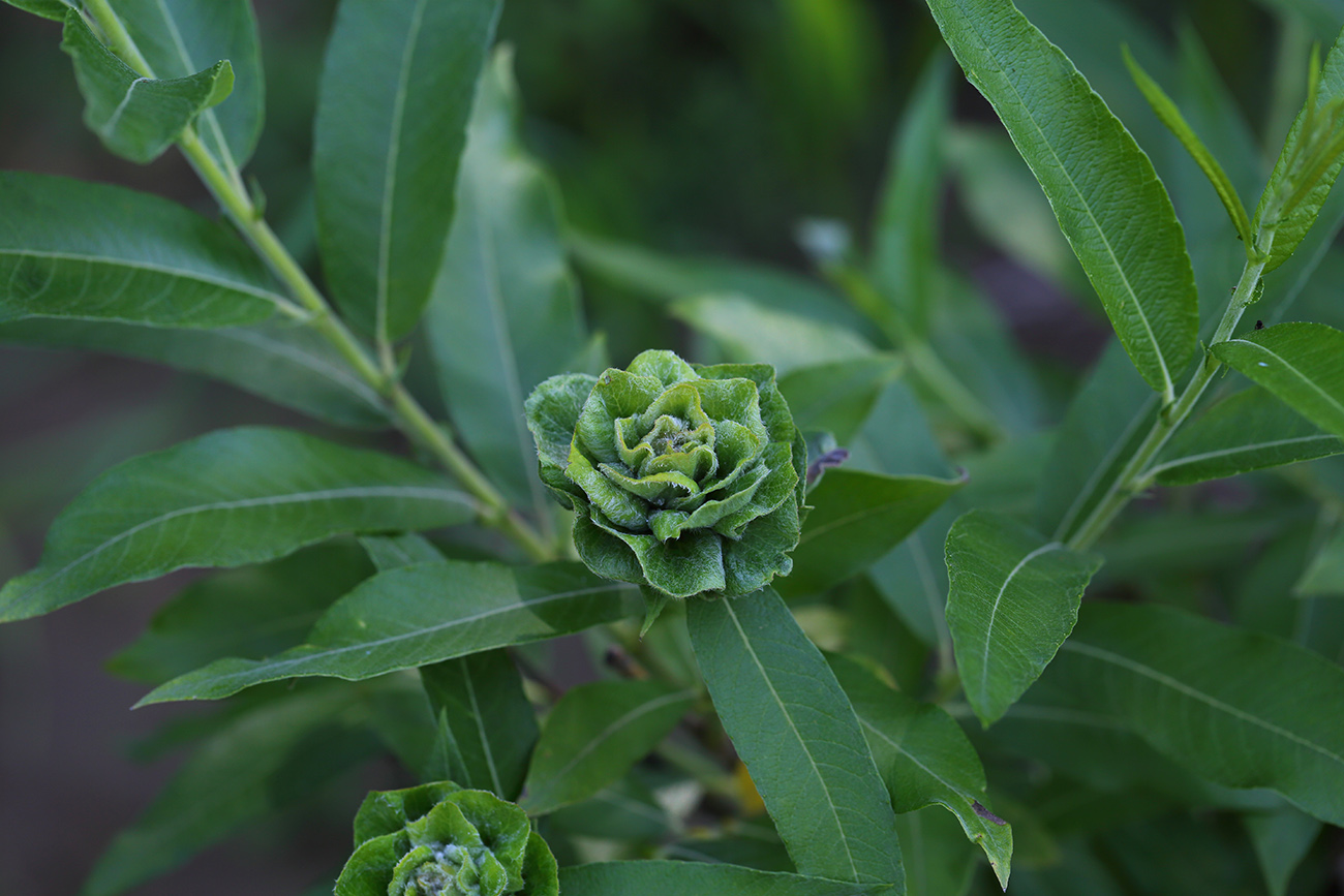 Image of Salix gmelinii specimen.