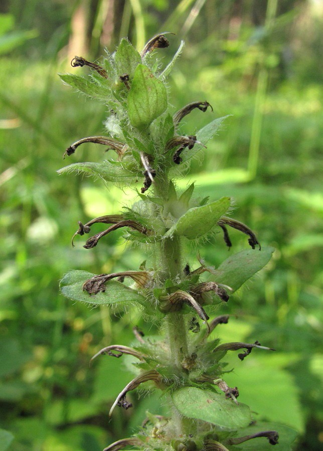 Image of Ajuga reptans specimen.