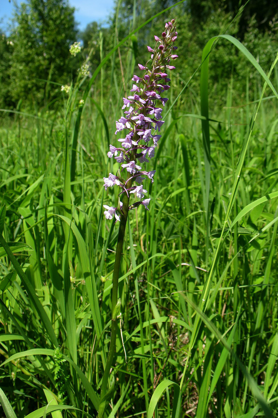 Изображение особи Gymnadenia conopsea.