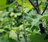 Crataegus monogyna