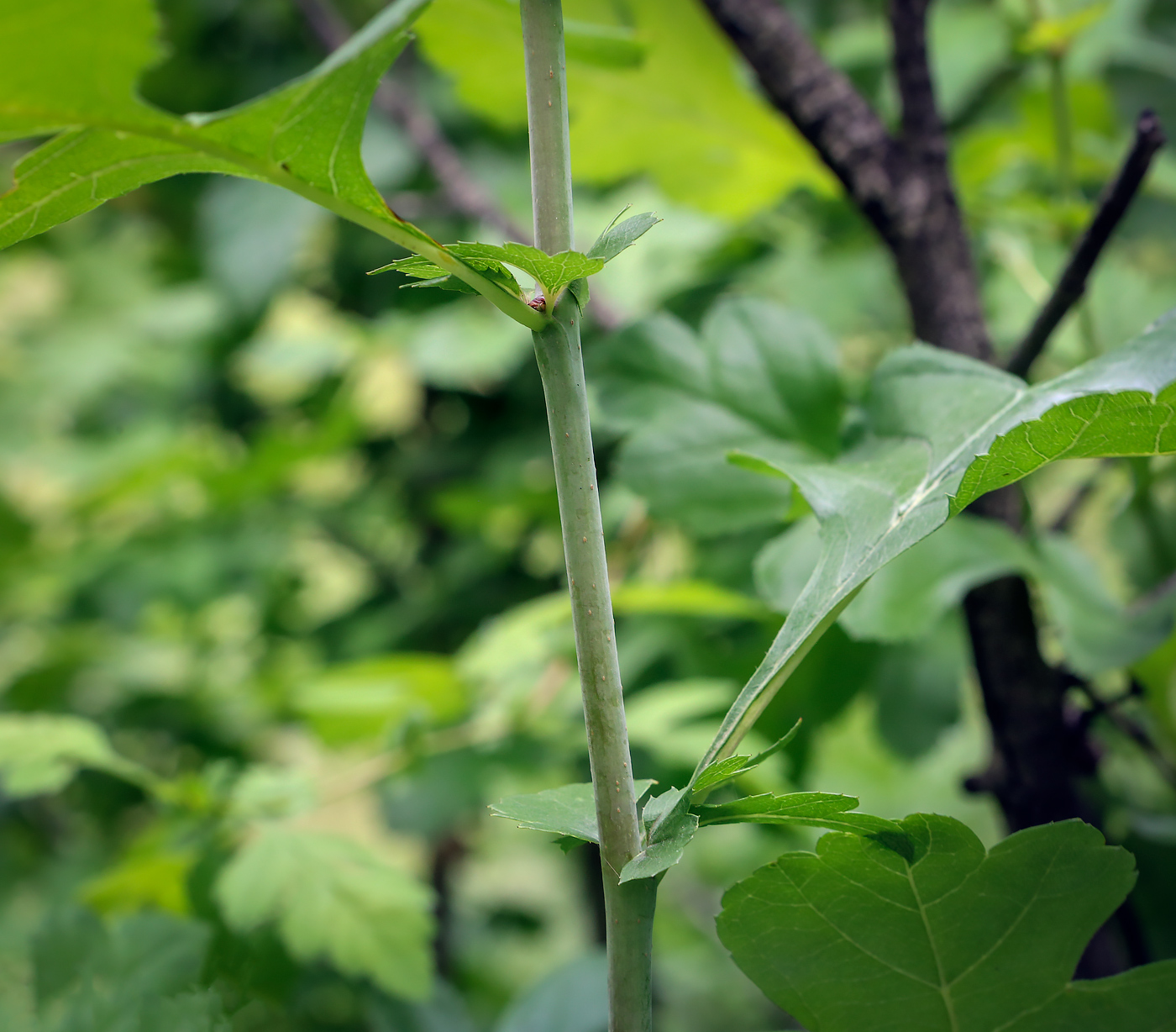 Image of Crataegus monogyna specimen.