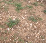 Talinum caffrum