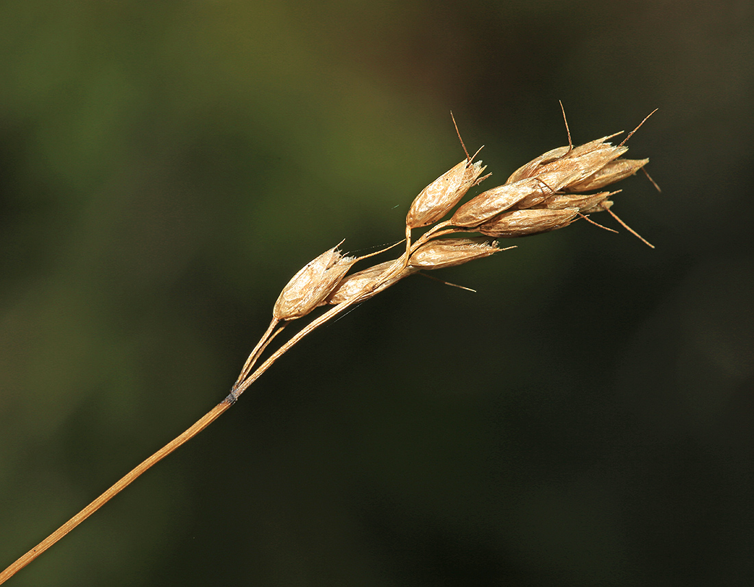 Image of Hierochloe alpina specimen.