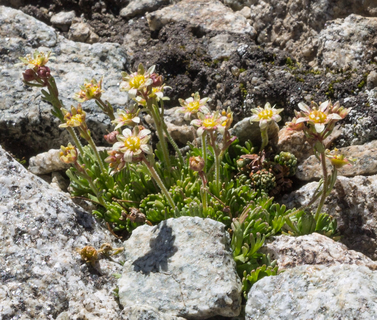 Изображение особи Saxifraga adenophora.