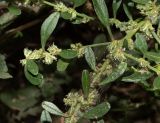 Amaranthus tuberculatus